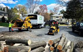 Trusted Escondido, CA Tree Removal and Landscaping Services Experts